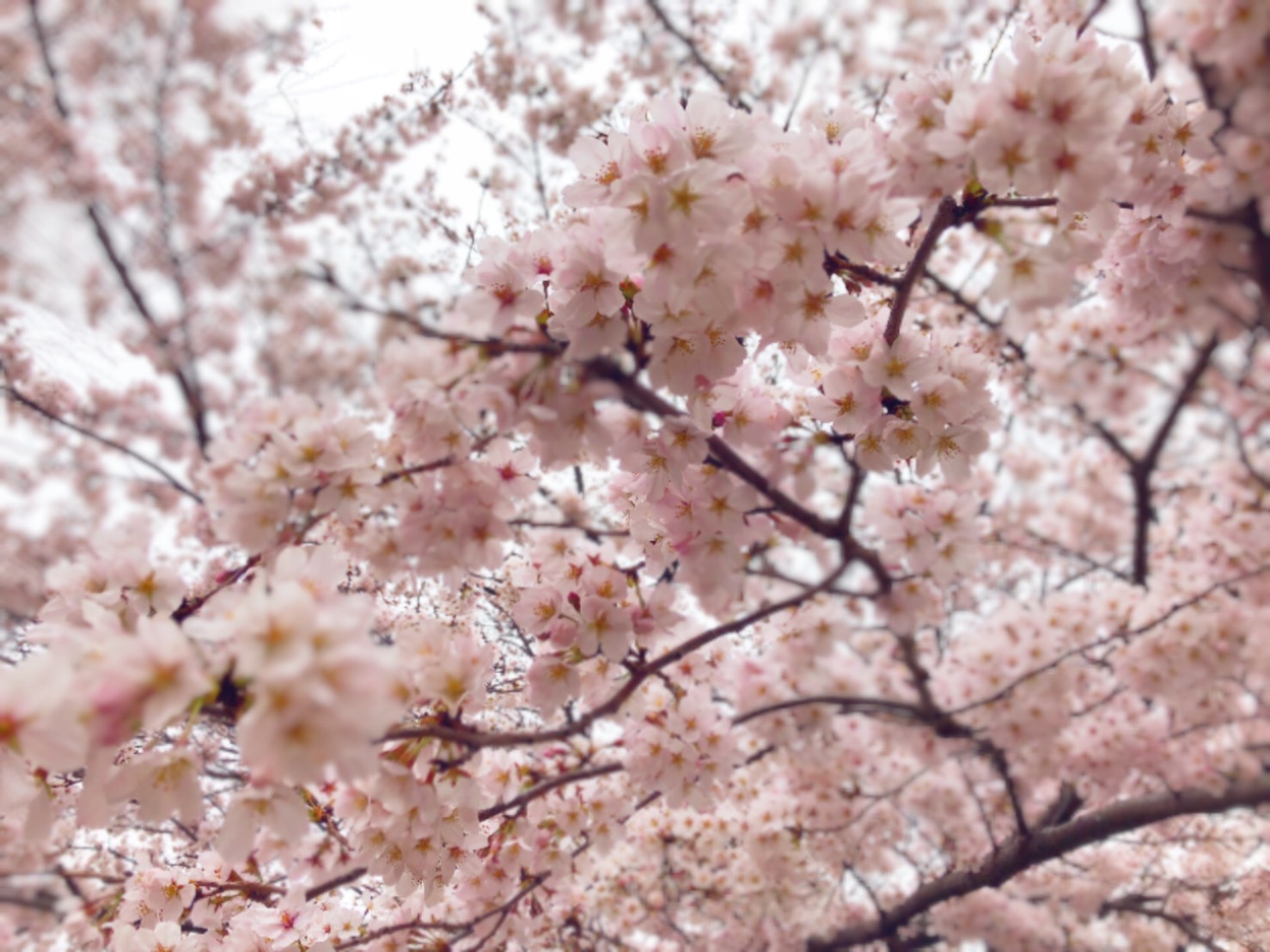 日野市の隠れたお花見スポットは 旭が丘中央公園で桜まつり 駐車場はどこ ひろたんの回想録